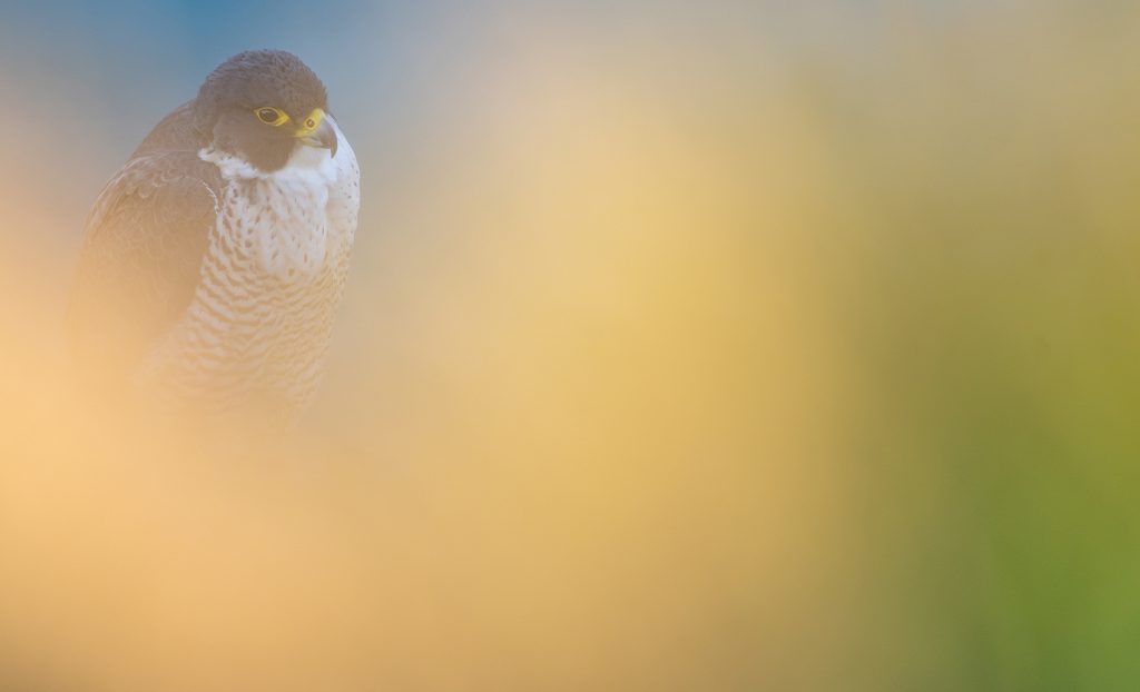 Faucon pélerin, peregrine falcon, falco peregrinus