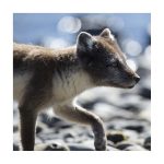 renard polaire, vulpus lagopus, islande,