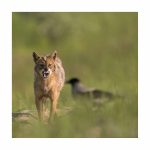 Chacal doré ,Canis aureus,  golden jackal, delta du Danube, Roumanie, interaction