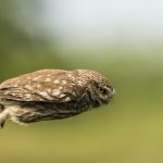 Chevêche d’Athéna Athene noctua – Little Owl