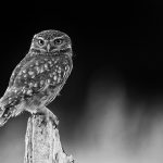 Athene noctua, Little Owl, noir et blanc