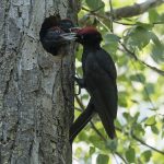 Pic noir 
Dryocopus martius – Black Woodpecker