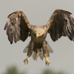 Pygargue à queue blanche 
Haliaeetus albicilla –  White tailed eagle