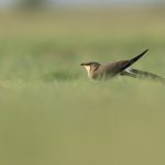 Glaréole à collier 
Glareola pratincola – Collared Pratincole