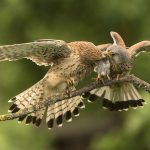 Faucon crécerelle
Falco tinnunculus – Common Kestrel échange de proie 