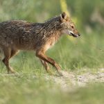 Chacal doré
Canis aureus – Golden jackal