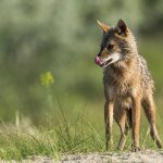 Chacal doré
Canis aureus – Golden jackal