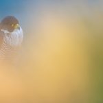 peregrine falcon, falco peregrinus