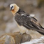 Gypaetus barbatus – Bearded Vulture