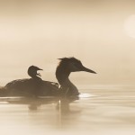 Podiceps cristatus – Great Crested Grebe, Dombes, France