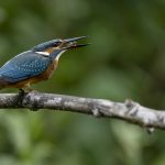  Common Kingfisher – Alcedo atthis