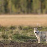 Loup commun (canis lupus lupus) Wolf