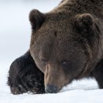 Ours brun d’Europe (ursus arctos) brown bear