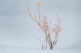 Dernière photo