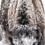 Bison, buffalo,  Bison bison,   Yellowstone, hiver