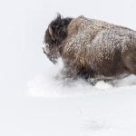 Bison, buffalo,  Bison bison,   Yellowstone, hiver