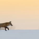 Renard (Vulpes vulpes) fox neige