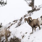 Mouflon d’Amérique, Ovis canadensis, Yellowstone, hiver