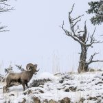 Mouflon d’Amérique, Ovis canadensis, Yellowstone, hiver