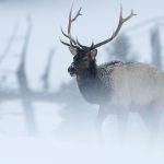 Wapiti, Elk, Cervus canadensis, Yellowstone, hiver, neige