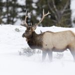 Wapiti, Elk, Cervus canadensis, Yellowstone, hiver, neige