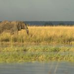 Eléphant d’Afrique, Loxodonta Africana, elephant