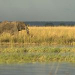 Eléphant d'Afrique, Loxodonta Africana, elephant