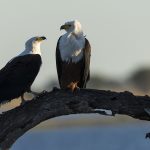 Pygargue vocifère, Haliaeetus vocifer, African Fish Eagle