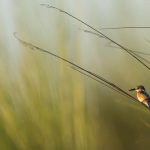 Martin-pêcheur huppé, Corythornis cristatus, Malachite Kingfisher