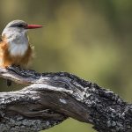 Martin-chasseur à tête grise, Halcyon leucocephala, Grey-headed Kingfisher