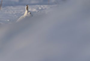 Lièvre variable, Norvège.