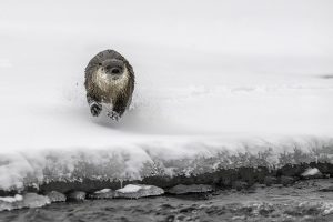loutre de rivière dans la lamar rivière, yellowstone, USA  /  otter in the lamar river, yellowstone, USA  / Lontra canadensis