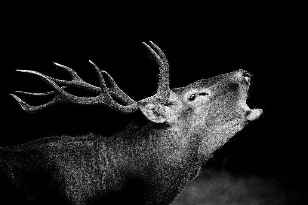 Cerf