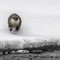 Loutre de rivière